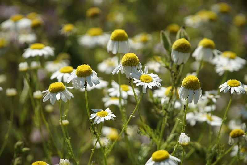 Outdoor Herb Garden